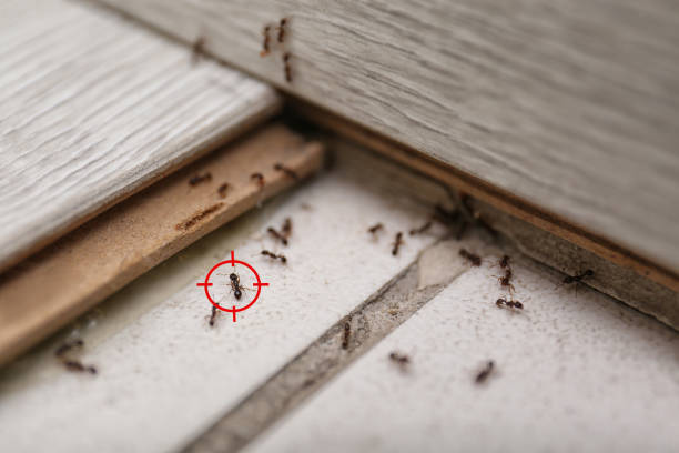 Best Cockroach Control Services  in Morgantown, IN